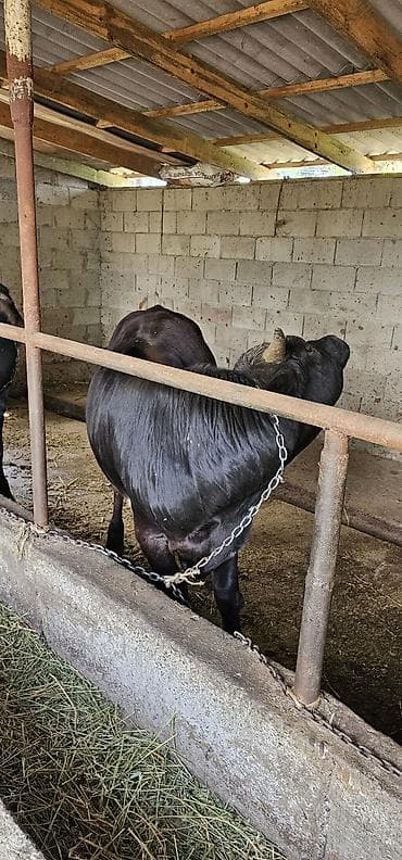 кой сойом: Продаю | Бык (самец) | Алатауская, Швицкая | На откорм, На забой, Для разведения — 4
