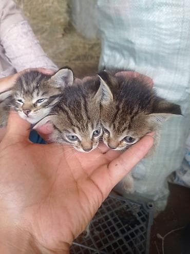 сухое молоко для котенка: Котята полосатые, короткошёрстные, классического окраса 1 штук 100 сом — 1