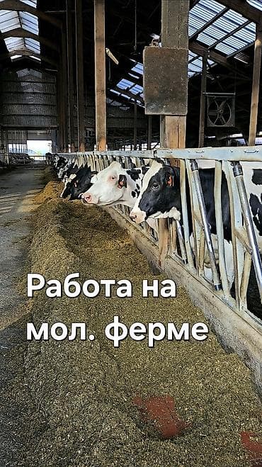 Требуется Доярка, Оплата: Ежемесячно, Обучение