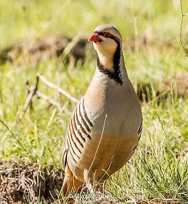 цеплята бройлер: ПРОДАЁТСЯ КУРАПАТКА САМЕЦ! — 1