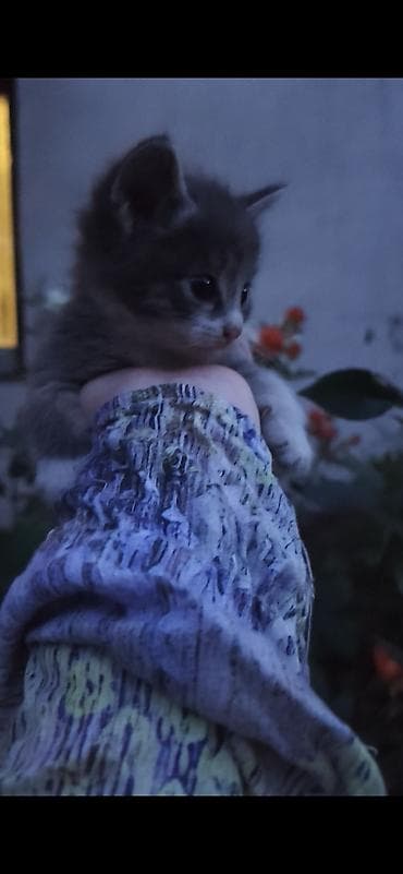 домашние питомцы купить: Отдаём котят в добрые руки, родились 27 апреля, мама крысалов — 10