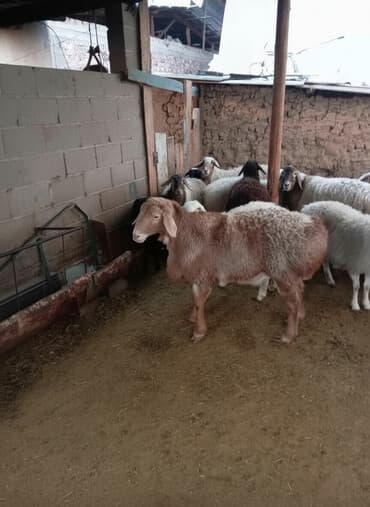 Собаки: Продаю | Овца (самка) | Полукровка | Для разведения | Племенные — 1