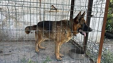 сколько стоит овчарки: Немецкая овчарка, 2 года, Самец, С прививкой, С родословной — 2