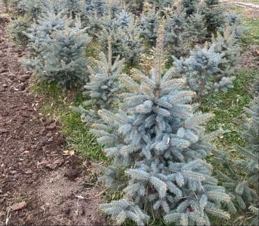 утеплитель для окон: Саженцы деревьев: Ели — 9