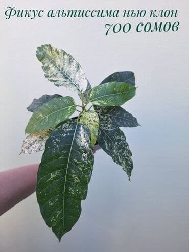 покупка деревьев: ● Комнатные растения (укоренённые черенки, молодые растения, взрослые — 13