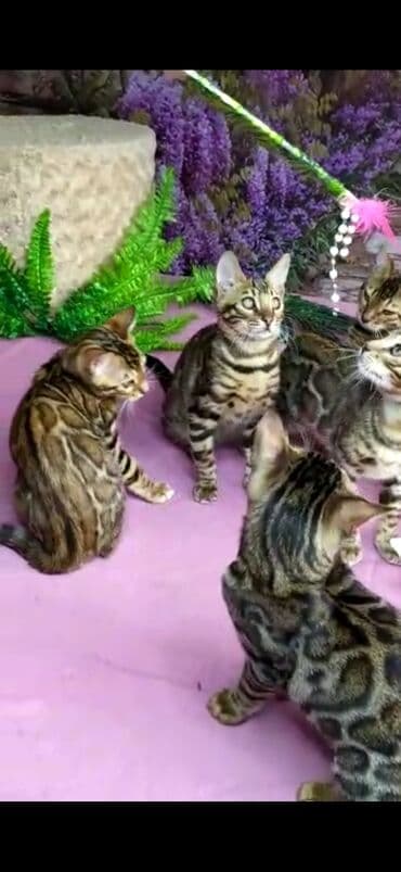 новорожденные котята: Бенгальские котята Проф.Питомник Бен Гла Мур предлагает.чудесных — 24