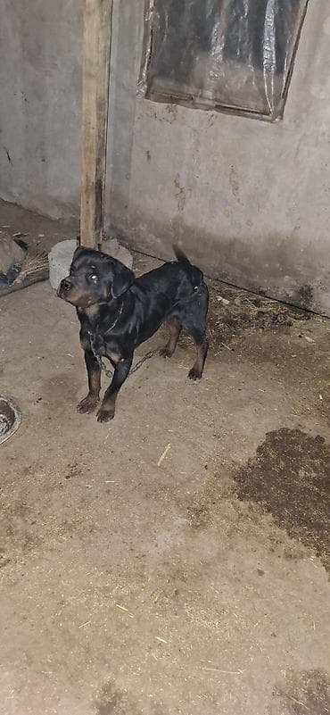 Собаки: Ротвейлер, 8 месяцев, Самец, С прививкой — 1