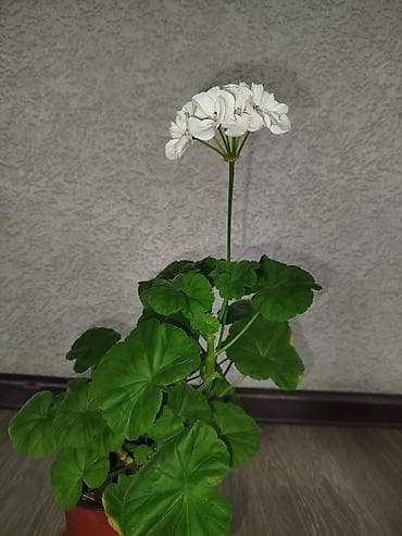 Комнатные растения в горшках 1) Замиокулькас (долларовое дерево) - — 3