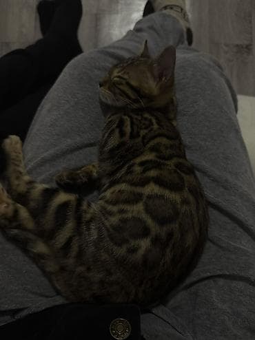 ориентал кошка: Бенгальская, 8 месяцев, Девочка — 2