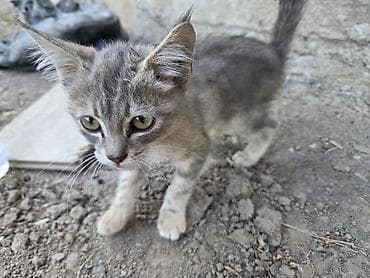 продаю девочки: Кошка даром: Беспородная, 2 месяца, Девочка, Приучена к лотку — 2