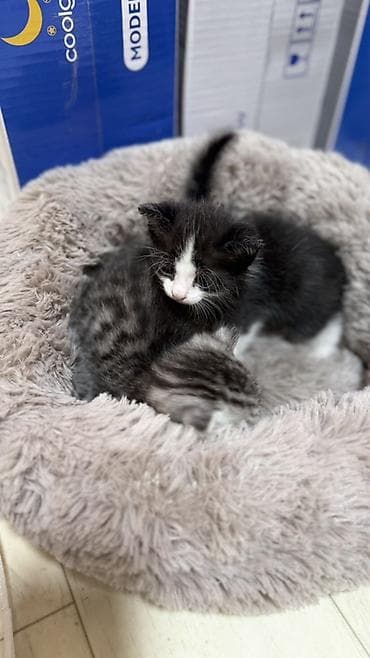 молоко для котят: Котята в добрые руки. Кушают самостоятельно и ходят в лоток. Обе — 4