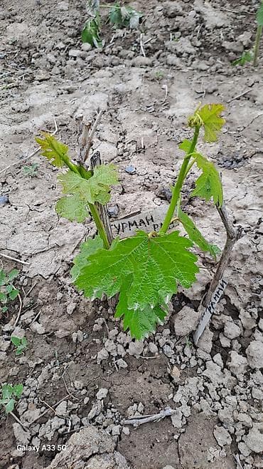 здоровое пртание: Саженцы винограда (разные сорта) - Молодые укоренённые кустики — 4