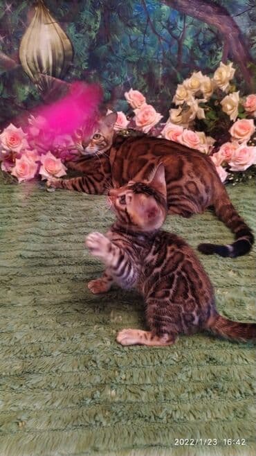 куда можно отдать собаку в бишкеке: Бенгальская, 2 месяца, Девочка — 19