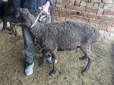 голубая рыбка: Продаю | Баран (самец) | На забой, Для разведения | Матка — 6