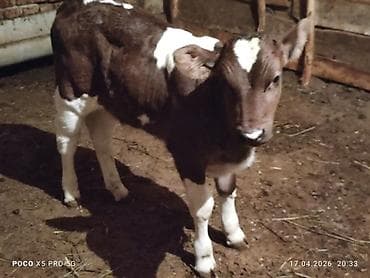 турецкая кошка: Продаю | Музоо, торпок | Для разведения | Искусственник — 1