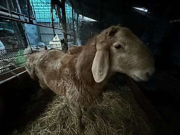 лиман браун: Продаю | Баран (самец) | Для разведения | Осеменитель — 10