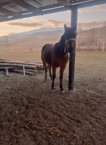 продам домик для кошки: Продаю | Конь (самец) | Конный спорт | Племенные — 2