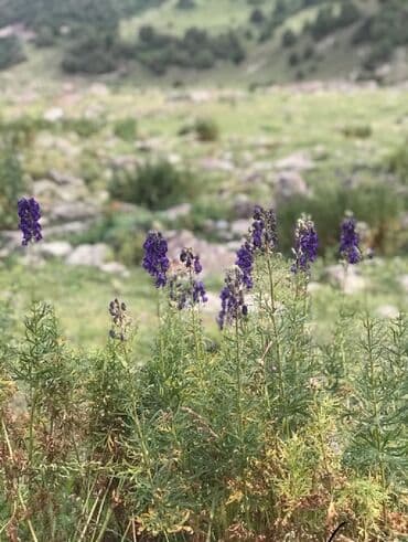 продаю зем долю: 30 соток, Для сельского хозяйства — 5