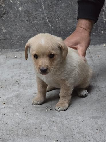 щенки пудель: Отдаем щенков в добрые руки. Щенки — дворняжки, маленькие пушистики с — 3
