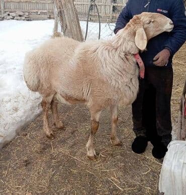 овцы бишкек: Продаю | Баран (самец) | Арашан | Для разведения | Племенные — 2