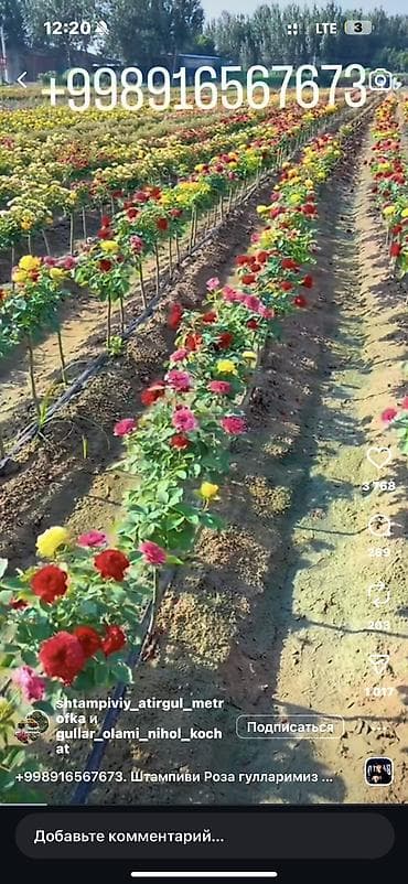 оптовик: Роза кочоттун турлору сатылат, оптом жана бирден да сатылат — 6