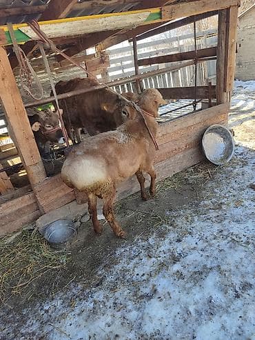 Продаю | Баран (самец) | Арашан