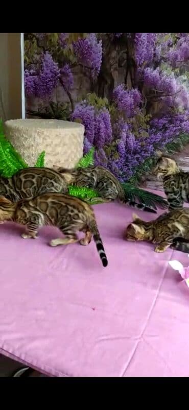 новорожденные котята: Бенгальские котята Проф.Питомник Бен Гла Мур предлагает.чудесных — 8
