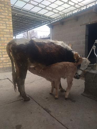 кара балта карова: Продаю | Корова (самка) | Полукровка | Для молока | После отела — 3