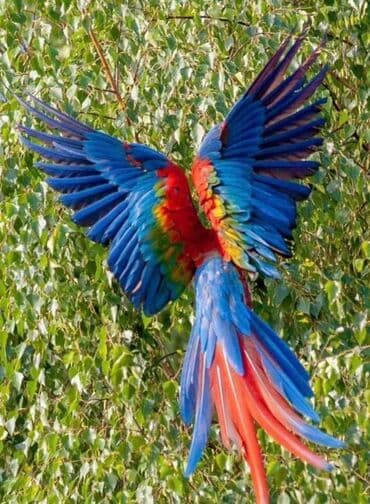 Грызуны: Срочно отдаём бесплатно красавца-попугая Ара в добрые руки! Уезжаем — 4