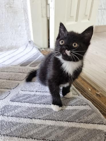 котенок даром: Отдаём котёнка, к лотку не приучен, девочка,от молока отошла, ест пьёт — 2