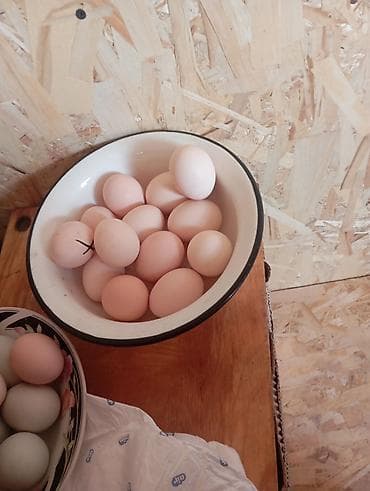 кол саатар: Домашние куриные яйца - Разный размер, скорлупа бежевых и — 1