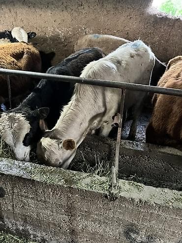 продаю тёлка: Продаю | Бык (самец) | Ангус, Герефорд, Швицкая | На откорм, Для разведения — 4