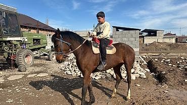 Башка жаныбарлар: Сатам | Байтал | Аргын — 1