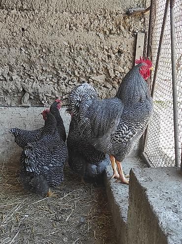 русская голубая кошка котята: Продаю | Куры | Для разведения — 1