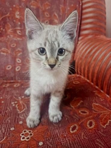 Кошки: 1 месяц, Девочка, Приучена к лотку — 2