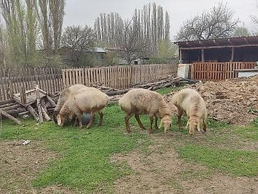 милые животные: Продаю | Ягненок | Для разведения — 2