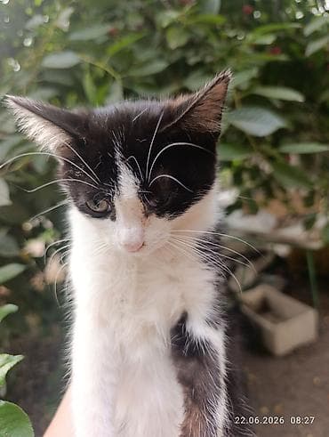 Животные: Котята, домашние Описание: Отдам в добрые любящие руки. - На выбор — 4
