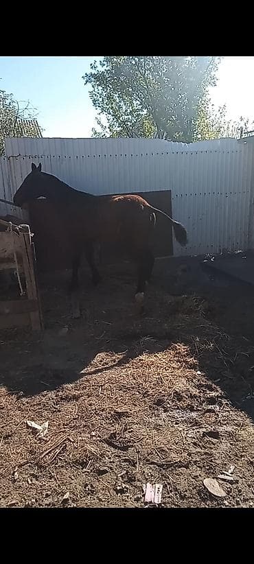 лошадь дончак: Продаю | Жеребенок | Полукровка | Конный спорт | Племенные — 2