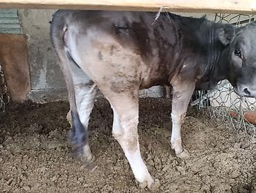 теленок бычок: Продаю | Бык (самец) | На откорм — 3