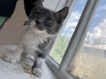 Мышык кууту: 🐾 Ищем любящих хозяев для двух котят! 🏡❤️ По Токмаку привезем лично в — 6