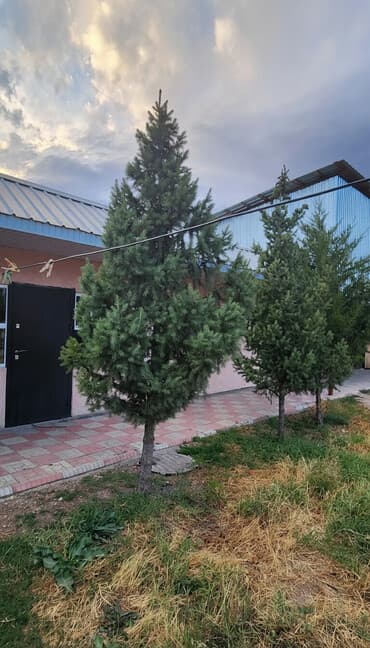 сколько стоит аквариум для рыб: Две елки и одна ель
15000 за все самовывоз — 1