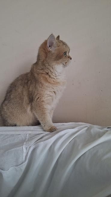 британская длинношерстная кошка: Скотиш Страйт (Шотландская прямоухая), 5 месяцев, Девочка, Золотая шиншилла, Приучена к лотку, Проглистована, С документами — 2