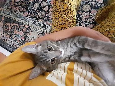 Мышыктар: 3 айлык, Эркек, Лотокко барууга үйрөтүлгөн — 4
