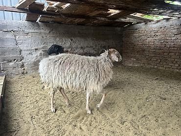 ат минуу: Продаю | Овца (самка) | Для разведения | Матка — 3