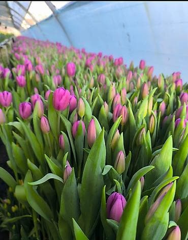 сколько стоит семена тюльпана: Тюльпаны местные с луковицей бронь по предоплате цена 🥳🥳 — 4