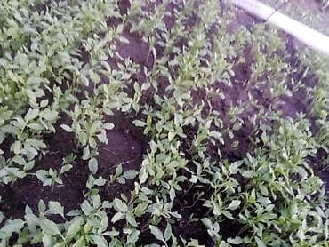 помидоры новичок: Продаю рассада помидора новичок стаканчик китайский гибрит и риогранд — 6