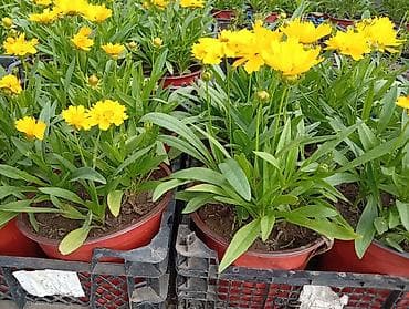Кореопсис (Coreopsis), многолетник в горшках - Яркие жёлтые