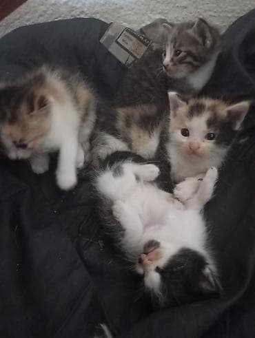 Продажа кошек: 🐾 Ищу добрые руки для котят Кошка родила 5 котят. Сейчас малыши — 1
