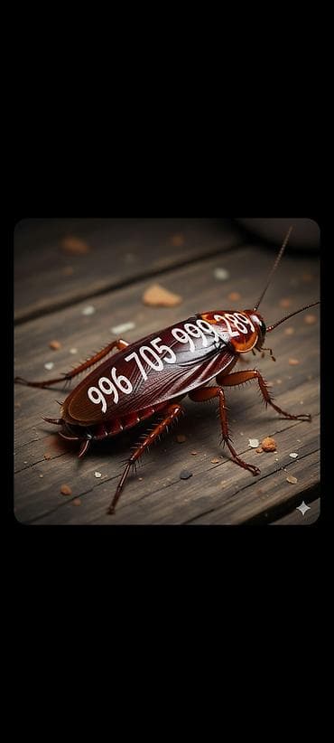 травить тараканов: Дезинфекция, дезинсекция, | Клопы, Блохи, Тараканы, | Транспорт, Офисы, Квартиры — 3