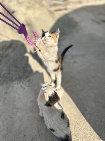 корма для сх животных: Мальчик — 4